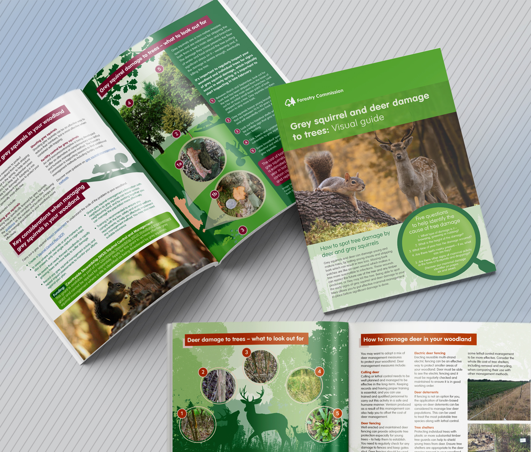 Forestry Commission Squirrel and Deer Guide