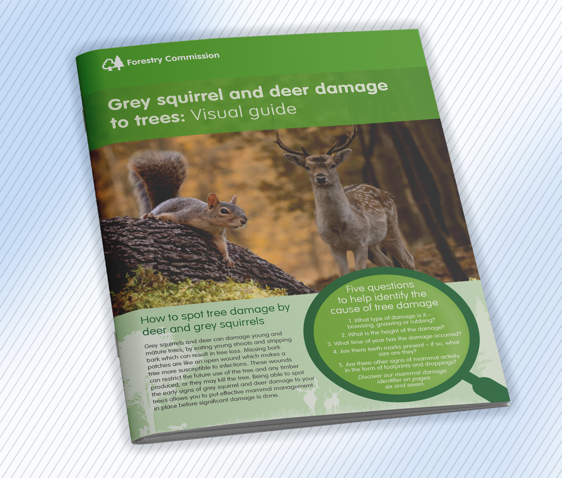 Forestry Commission Squirrel and Deer Guide