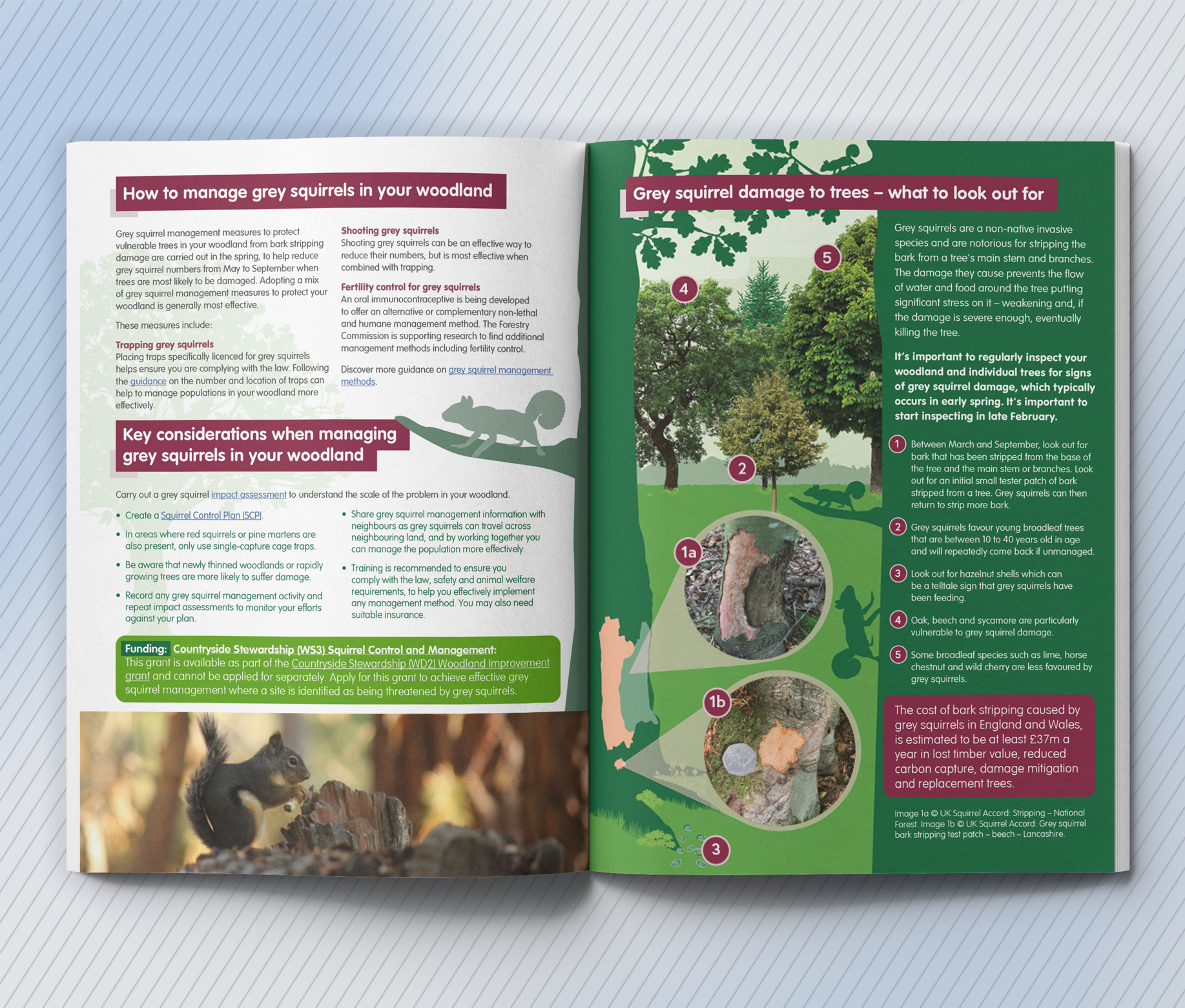 Forestry Commission Squirrel and Deer Guide