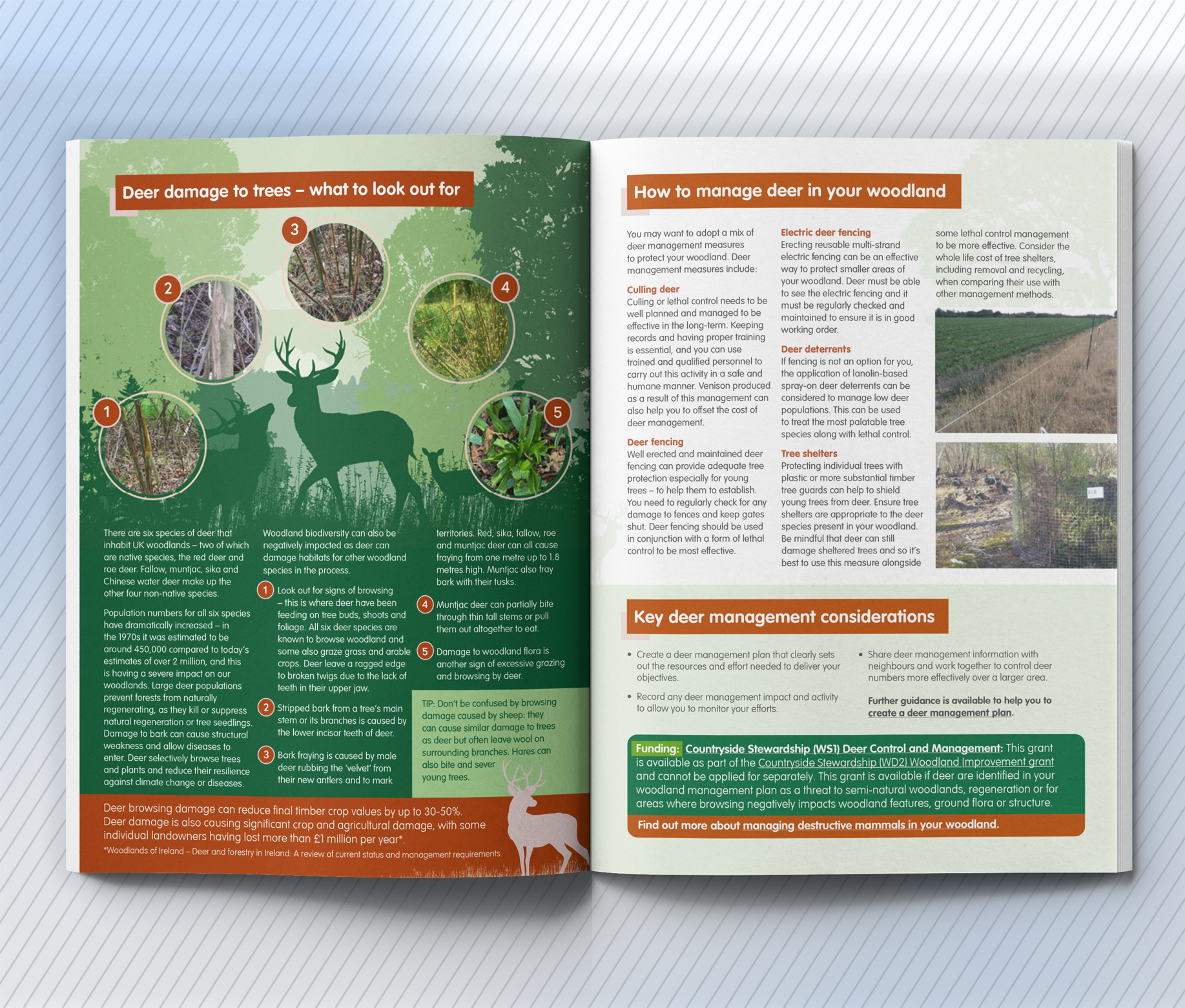 Forestry Commission Squirrel and Deer Guide